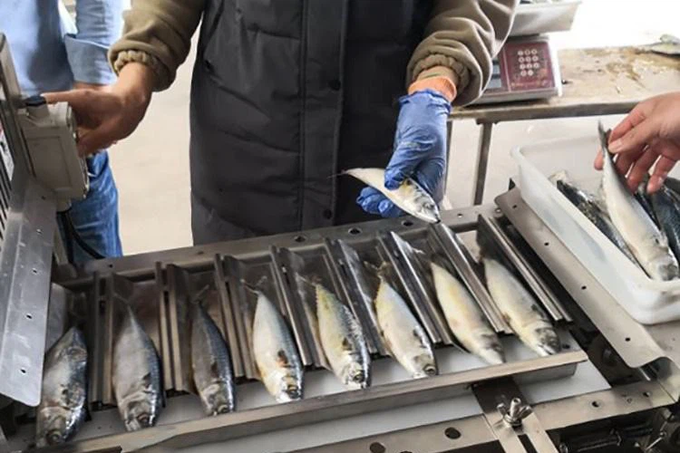 fish cutter fish cutter